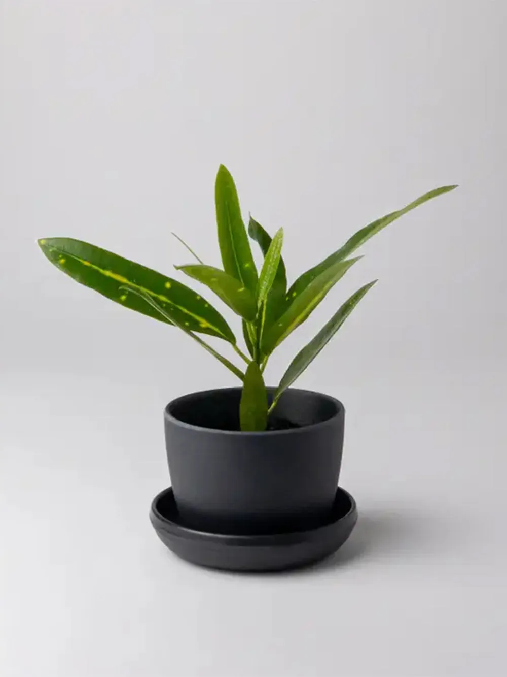 3" Bamboo Fiber Mini Planter (Black)